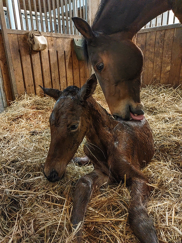 Stary Młyn Strzeszyn - udogodnienia w obiekcie